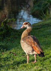 An adult male Egyptian goose (Alopochen aegyptiaca) stands in the rays of the morning sun on a green meadow near the water