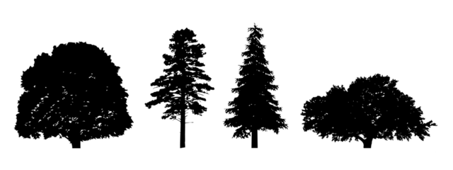 tree silhouette on transparent background