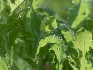 green environment nature ecology macro closeup water liquid ecology plant concept banner wallpaper poster energy sustainable design business summer winter thailand  country energy power save earth 