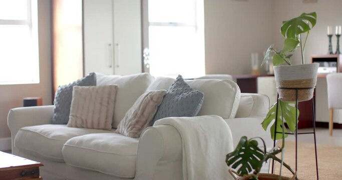 Living room interior with houseplant, couch with cushions and wardrobe, copy space, slow motion