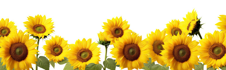 Picturesque sunflower field, cut out