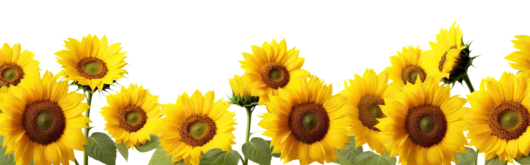 Foto auf Acrylglas Picturesque sunflower field, cut out © Yeti Studio