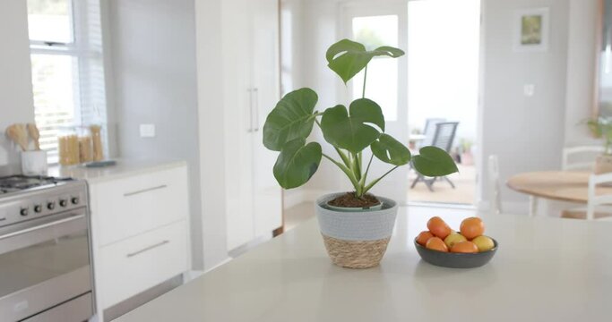 Big white empty kitchen with plants, big wardrobe and oven, slow motion