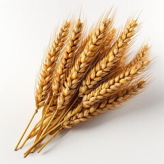 ears of wheat on the white background