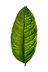 Obraz premium green leaf isolated on white