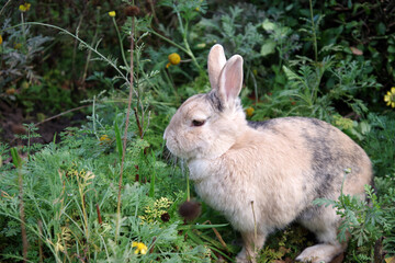 Ein einzelnes Kaninchen sitzt im Pflanzenbeet zwischen den verblühten Blüten