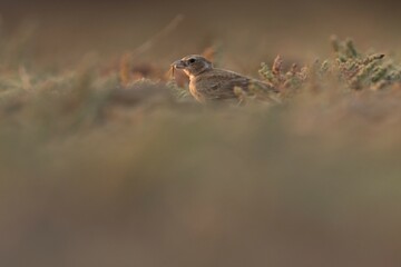 Brown bird on the ground. Animal background.