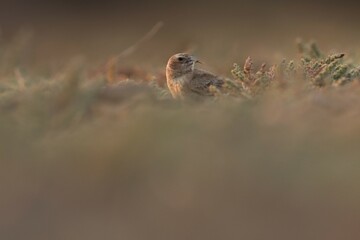 Brown bird on the ground. Animal background.