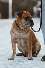 french mastiff puppy