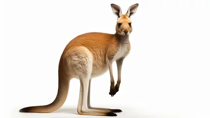 Muurstickers Kangaroo © Cedar