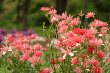 稲城市の花園にて５