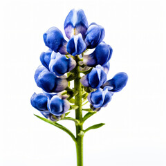Close up of Bluebonnet flower
