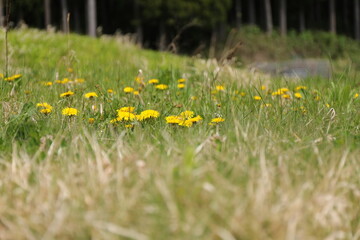 秋田県藤里町にて６