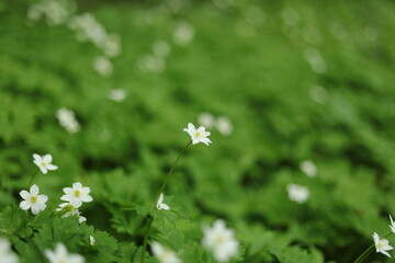 秋田七座山にて３２