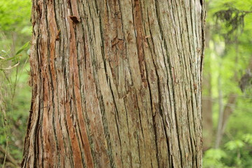 秋田七座山にて２３