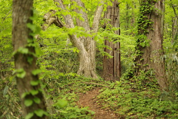 秋田七座山にて２２