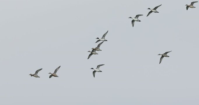 A flock of Northern pintails in flight