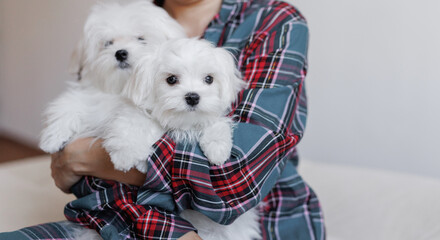 Cute small white puppies of the Maltez breed plays, rests and licks his lips on the bed.