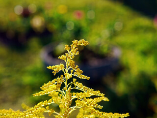 Yellow flowers in the garden