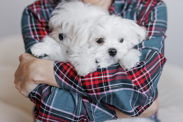 Cute small white puppies of the Maltez breed plays, rests and licks his lips on the bed.