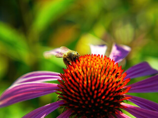 colorful flowers in the garden