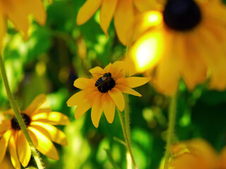 Yellow flowers in the garden