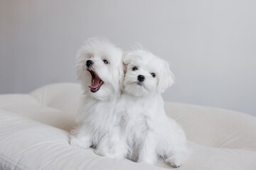 Cute small white puppies of the Maltez breed plays, rests and licks his lips on the bed.