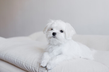 Cute small white puppies of the Maltez breed plays, rests and licks his lips on the bed.