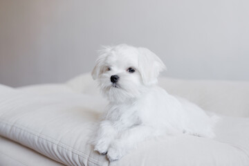 Cute small white puppies of the Maltez breed plays, rests and licks his lips on the bed.