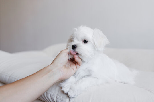 Cute small white puppies of the Maltez breed plays, rests and licks his lips on the bed.