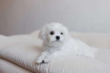 Cute small white puppies of the Maltez breed plays, rests and licks his lips on the bed.