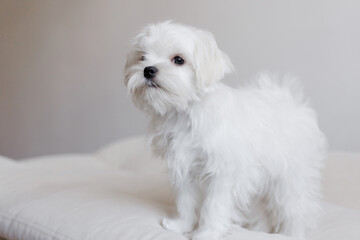 Cute small white puppies of the Maltez breed plays, rests and licks his lips on the bed.