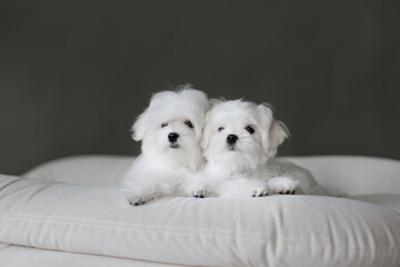 Cute small white puppies of the Maltez breed plays, rests and licks his lips on the bed.