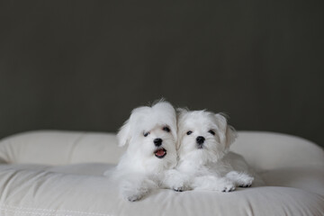 Cute small white puppies of the Maltez breed plays, rests and licks his lips on the bed.