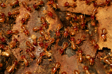 Termites walking in nature background.