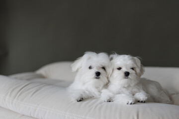 Cute small white puppies of the Maltez breed plays, rests and licks his lips on the bed.