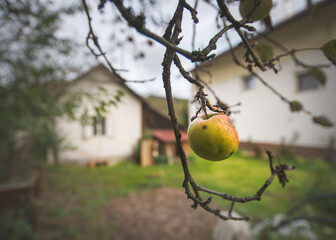 apple on the tree