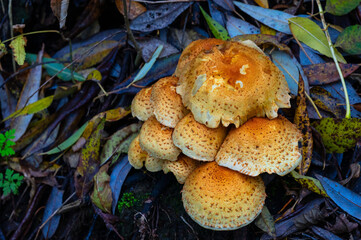 Mushrooms on the forest floor between leaves.