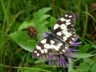 butterfly on a flower