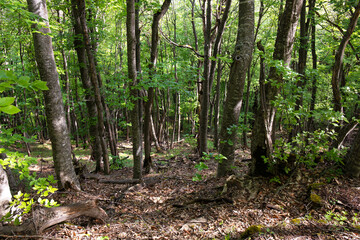 Beautiful green spring forest.