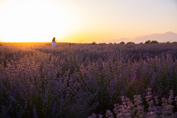 Fototapeta premium Rows of purple lavender at sunset.