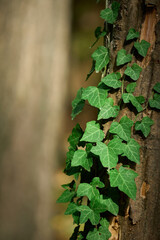 Green ivy on a tree