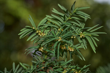 Taxus baccata