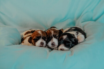 Newborn puppies with brown muzzles sleepping on blue bed