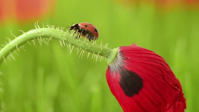 Field poppies are blooming ladybug on the poppy ladybug on the poppy