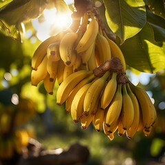 Close-up de bananas em um ramo de árvore, com a luz solar delicadamente refletindo sobre elas.
