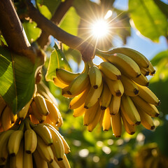 Close-up de bananas em um ramo de árvore, com a luz solar delicadamente refletindo sobre elas.