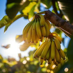 Close-up de bananas em um ramo de árvore, com a luz solar delicadamente refletindo sobre elas.