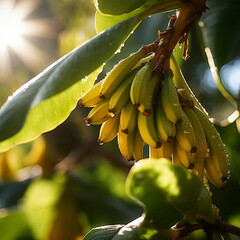 Close-up de bananas em um ramo de árvore, com a luz solar delicadamente refletindo sobre elas.