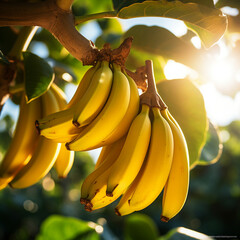 Close-up de bananas em um ramo de árvore, com a luz solar delicadamente refletindo sobre elas.